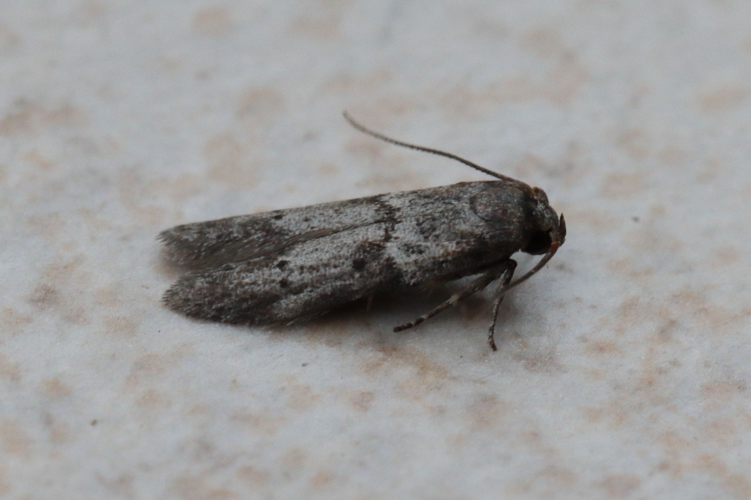 Photo of Acorn Moth (Blastobasis glandulella)